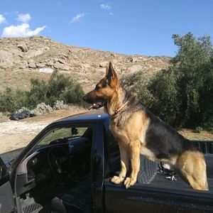 Meet your Posher, Noe